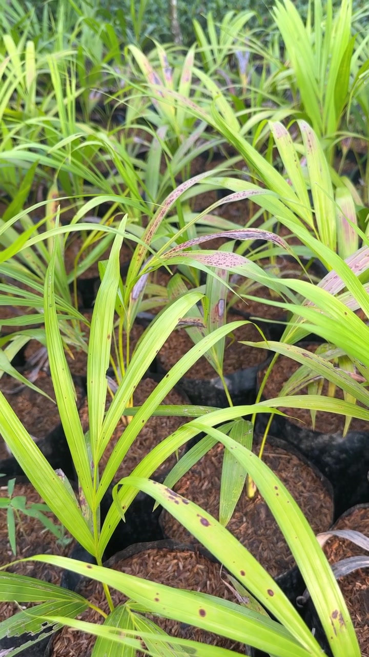 Close-up de Mudas Jovens de Palmeira Crescendo em um Viveiro