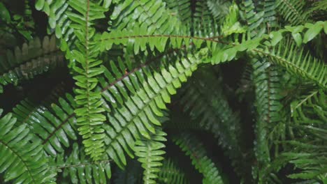 Hermoso-Helecho-Verde-Grande-Y-Saludable-Del-Bosque-Que-Crece-Bajo-La-Sombra-Trasplantado-En-El-Jardín,-Pan-De-Movimiento-Lento-A-Través-De-Las-Hojas