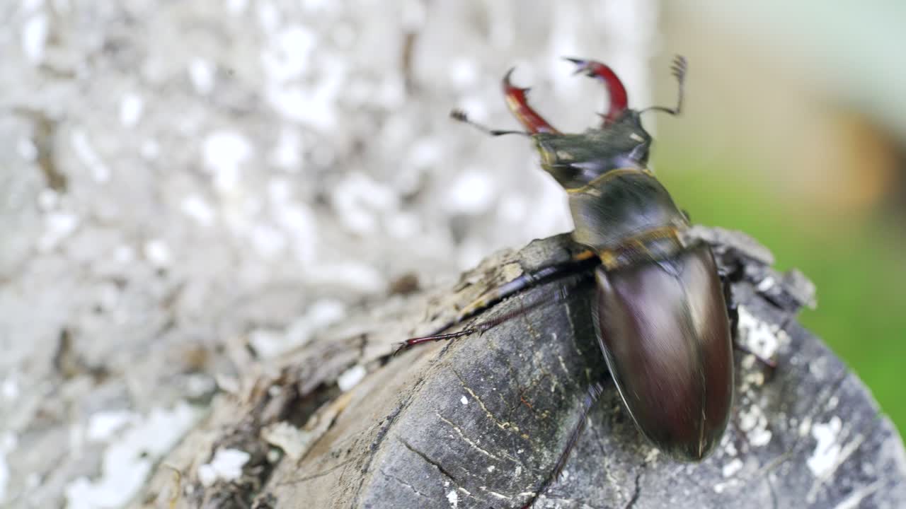 Stag-beetle crawling on a tree. Stag-beetle close-up moves in the open air in the summer on a thick branch of a tree