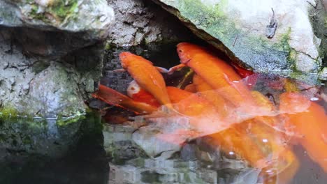 vibrant koi swimming in a serene pond