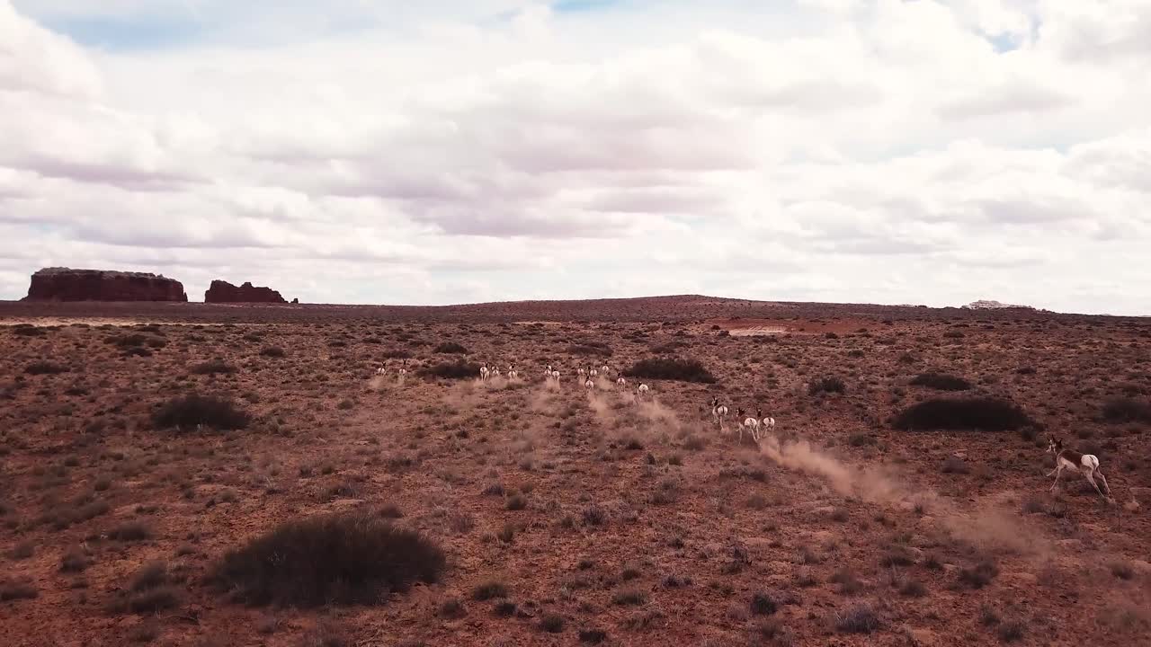 Antilopi Pronghorn corrono attraverso il deserto del Mojave, Utah, USA