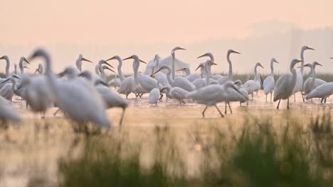 Big-Flock-of-Egrets-Fishing-in-River-Side-in-Morning-of-Winter