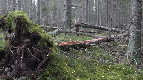 Windthrow-fallen-pine-tree-in-forest-after-storm