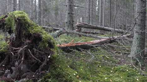 Windthrow fallen pine tree in forest after storm