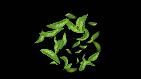 animated beautiful flying green tea leaf isolated on black background. seamless looped pattern with foliage for your design. the premium green tea for good health. 4k graphic motion