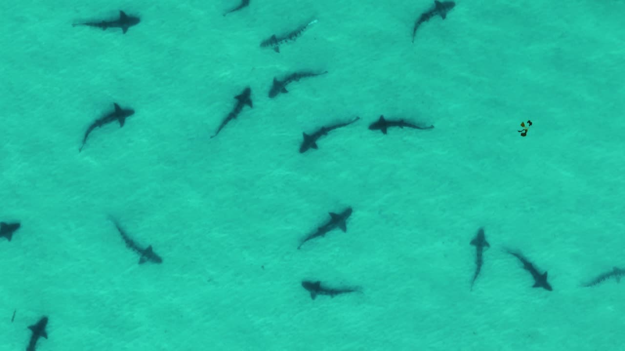 leopard sharks spawning in shallow water in December