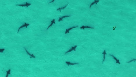 leopard sharks spawning in shallow water in december