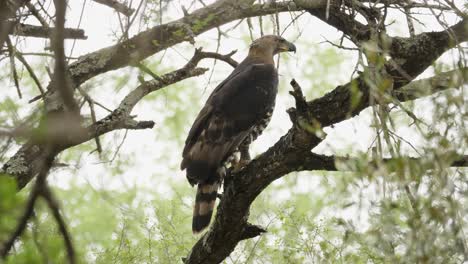 crowned eagle perched on tree turns head in all directions