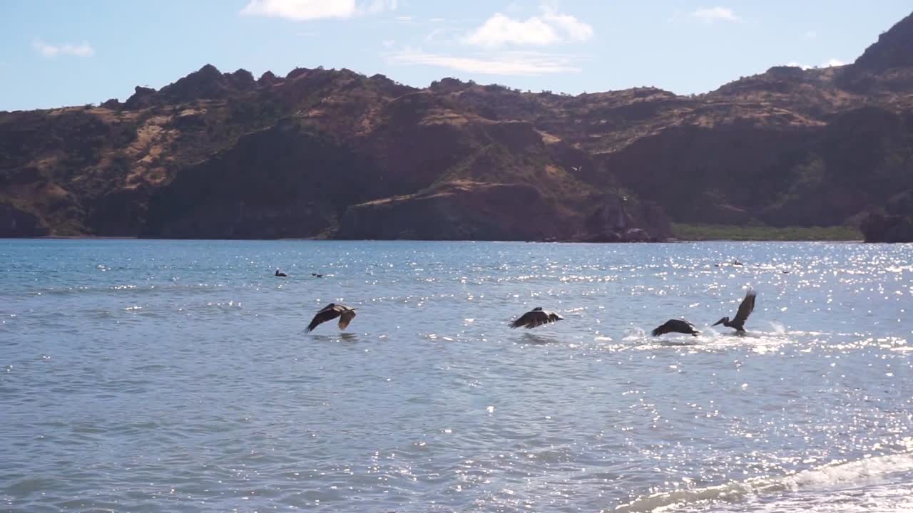 날아다니며 사냥하는 펠리컨 새 - 멕시코 아구아 베르데에서 바닷물 속으로 다이빙 - 움직임 추적