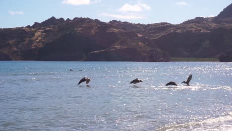 pelican birds hunting by flying - diving into ocean water in agua verde, mexico - tracking motion