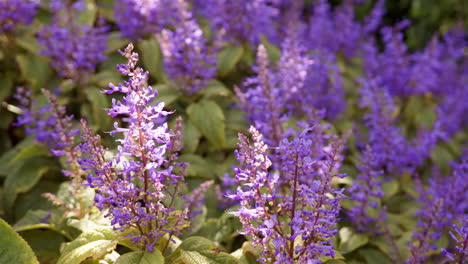purple flowers blooming in garden with lush green leaves surrounding them