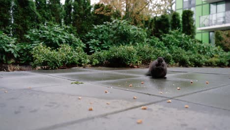 Cute-Squirrel-eating-nuts-on-the-ground-in-the-backyard