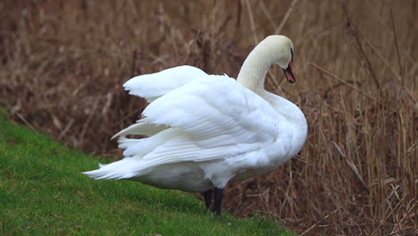 a white mute swan is standing at the roadside cleaning its plumage