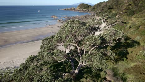 lush green trees and bushes at tawharanui regional park by scenic beach in auckland, new zealand