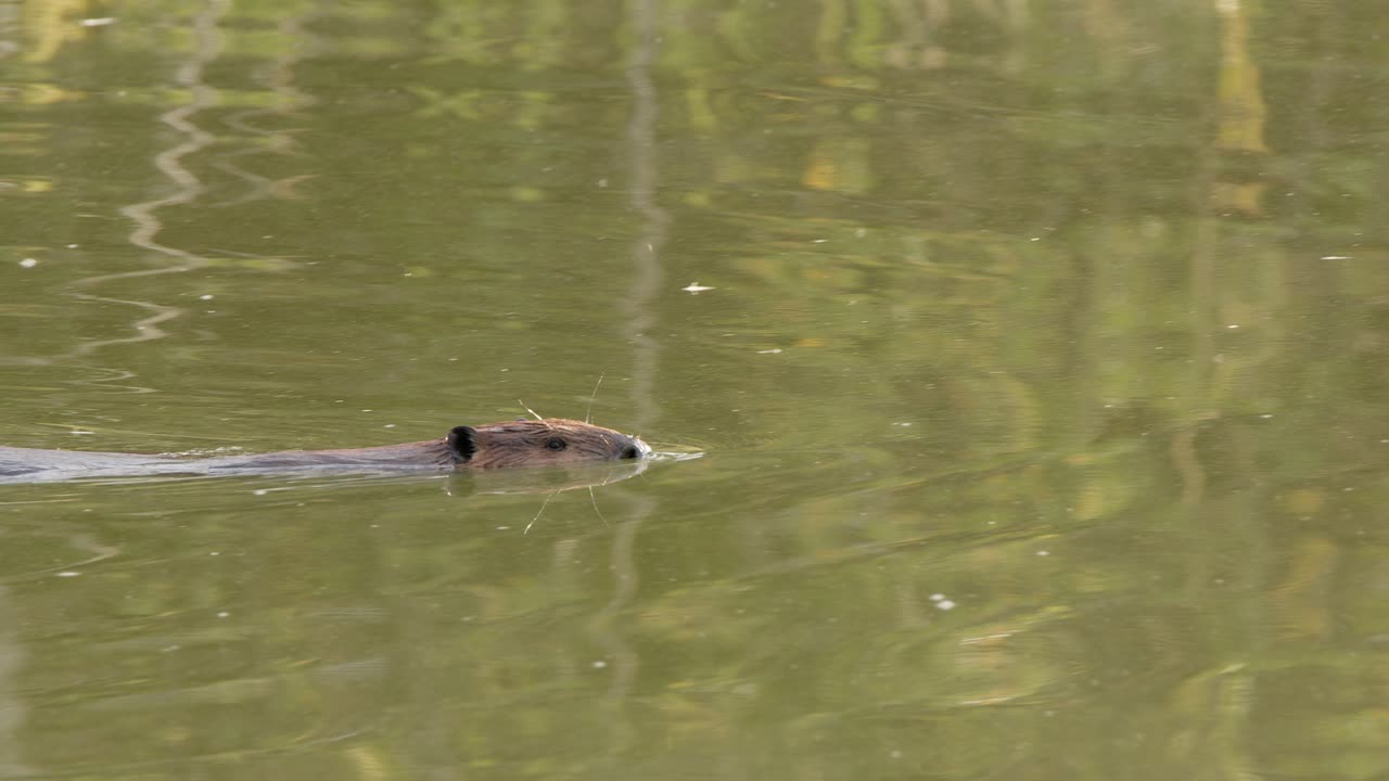 Panning shot of beaver swimming in pond water reflecting green