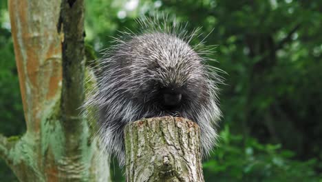 north american porcupine curled and resting on top of cut tree log in the zoo