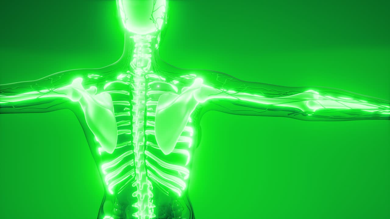 cuerpo humano transparente con huesos visibles