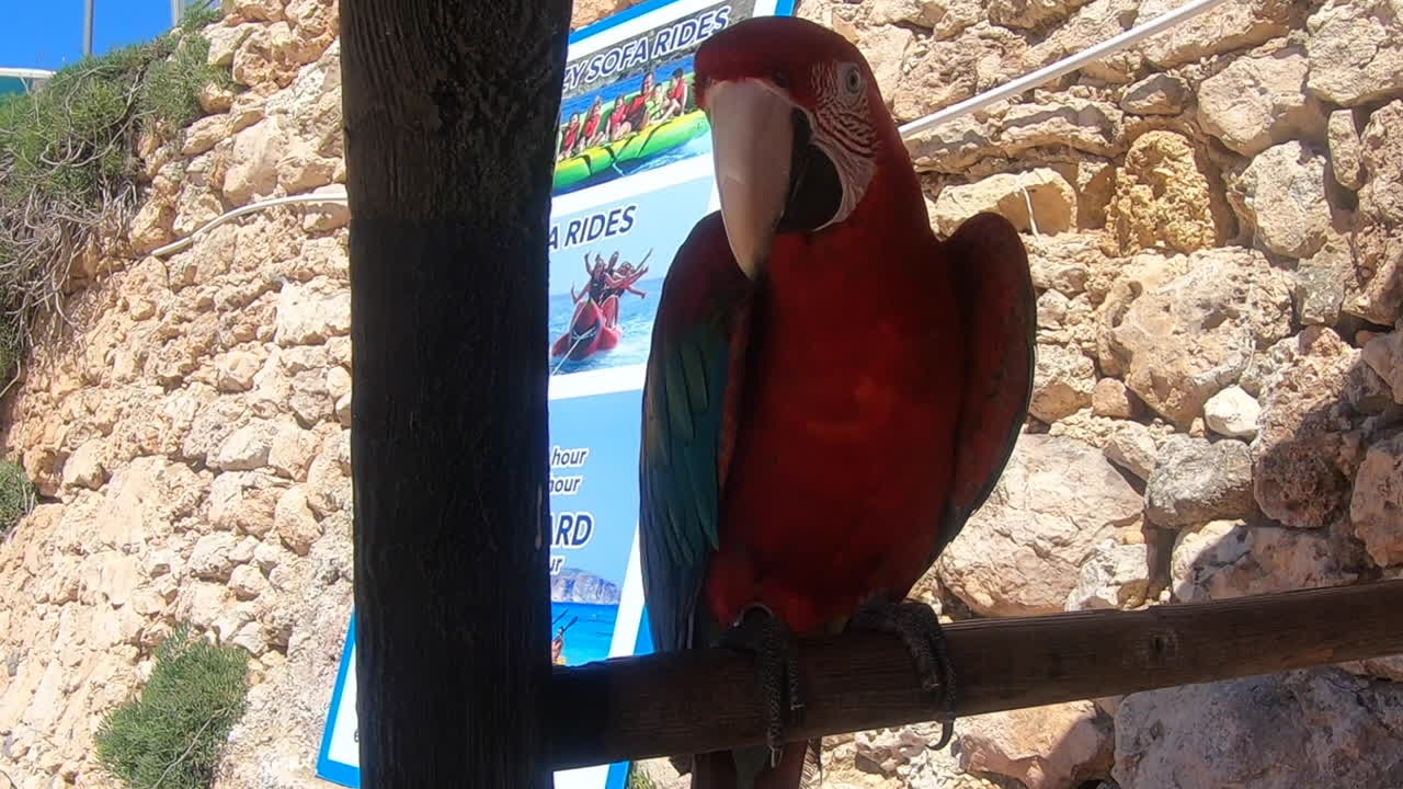 Cute and colorful parrot swinging its head playfully, biting in human hand instead of the apple.