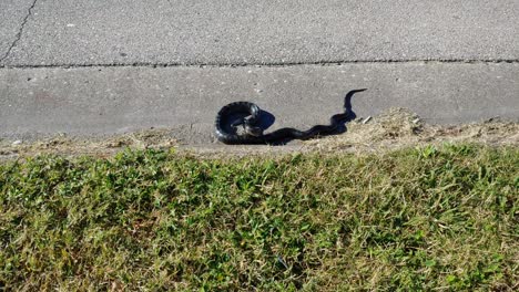 Una-Serpiente-Al-Costado-Del-Camino-Al-Lado-De-La-Hierba-Lista-Para-Atacar