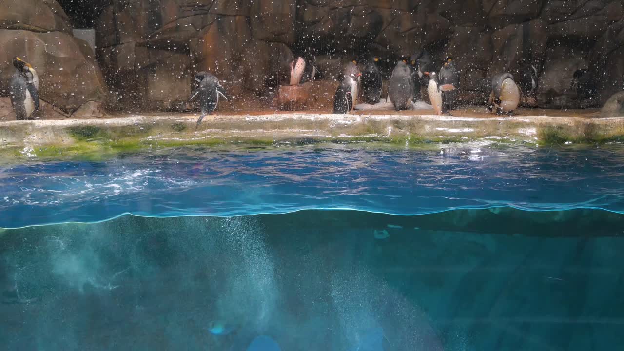 젠투 펭귄은 홍콩의 놀이 및 동물 테마 공원 해양 공원에서 남극 동물 명소에서 수영합니다.