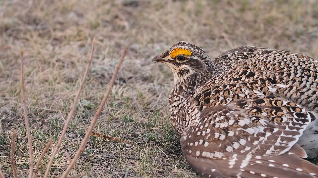primer plano: el macho de la gallina de cola afilada muestra un prominente peine amarillo en la frente