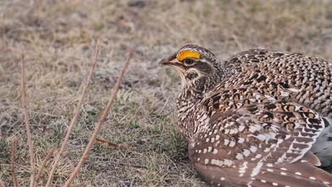 closeup: male sharp-tailed grouse displays prominent yellow brow comb