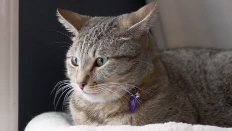 domestic cat lounging on an inside perch in idaho