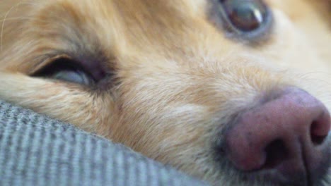 Close-up-shot-on-dog's-face