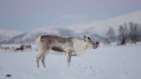 reindeer pooping in the snow during winter season