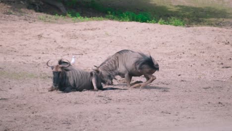 close-up shot of a couple of wildebeest laying on the ground