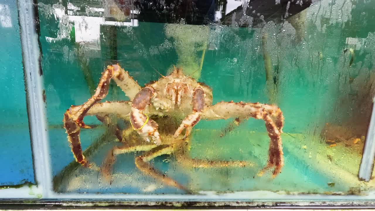 추상적인 페인팅 된 표면을 고 있는 새우.