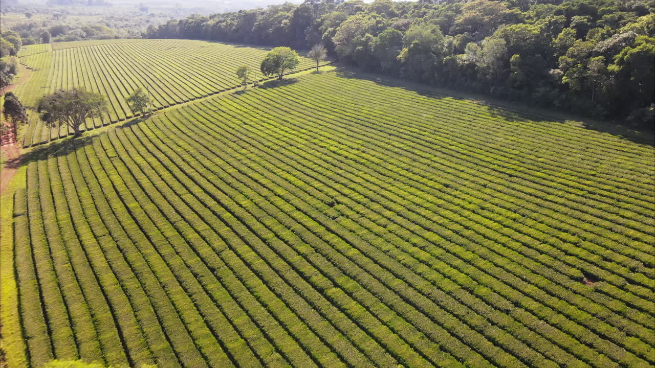 Spectacular view of a green tea plantation
