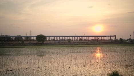 campos de arroz con el reflejo del atardecer en el agua en el norte de la india