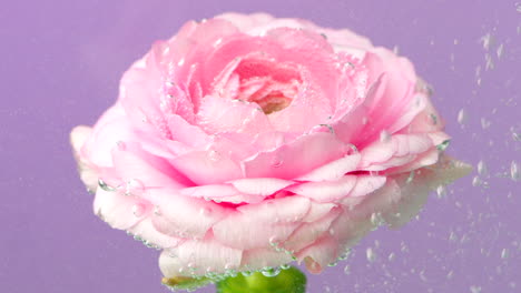 pink ranunculus flower in water with bubbles