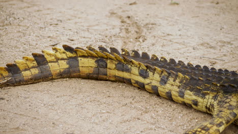 pan shot of nile crocodile lying on sand ground, from tip of tail to toothy grin