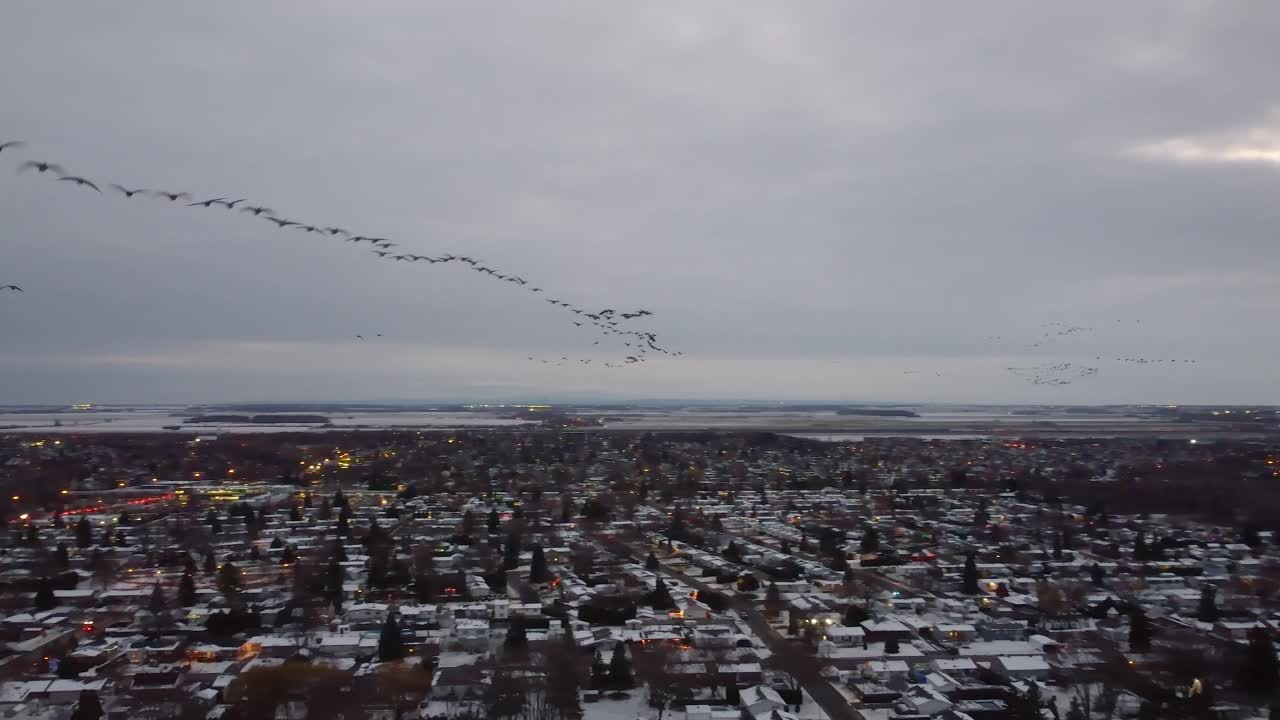 항공 드론은 어두워지면 눈 인 교외 풍경 위에 v형으로 날아다니는 거대한 이동하는 새 무리를 따라갑니다. 에테리얼한 겨울 분위기. 매혹적인 움직임, 추적.