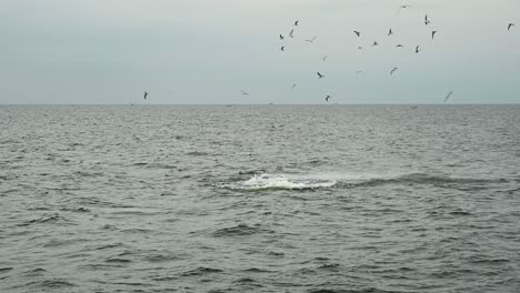 Bryde's-Whale,-Balaenopteridae