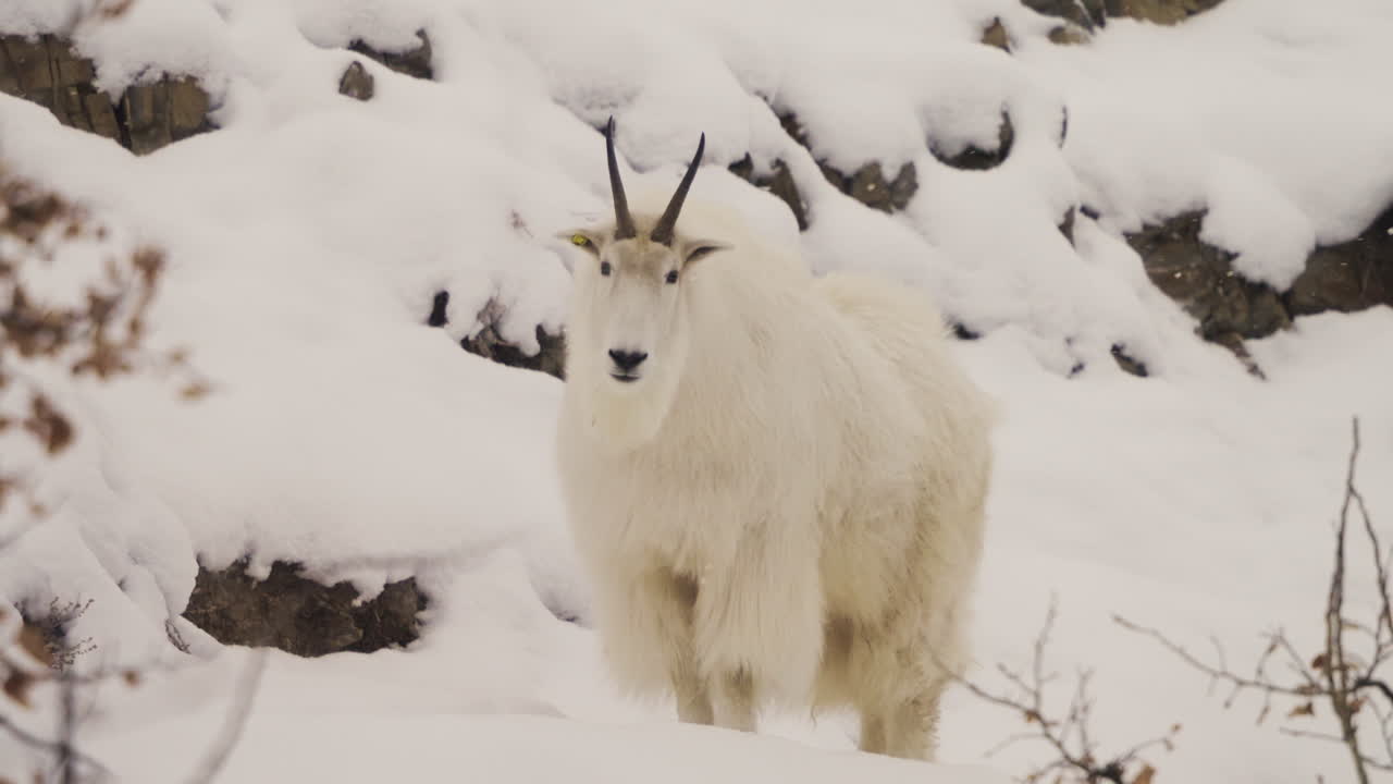 캐나다 의 유콘 의 얼어붙은 풍경 에 있는 산 염소 - 근접