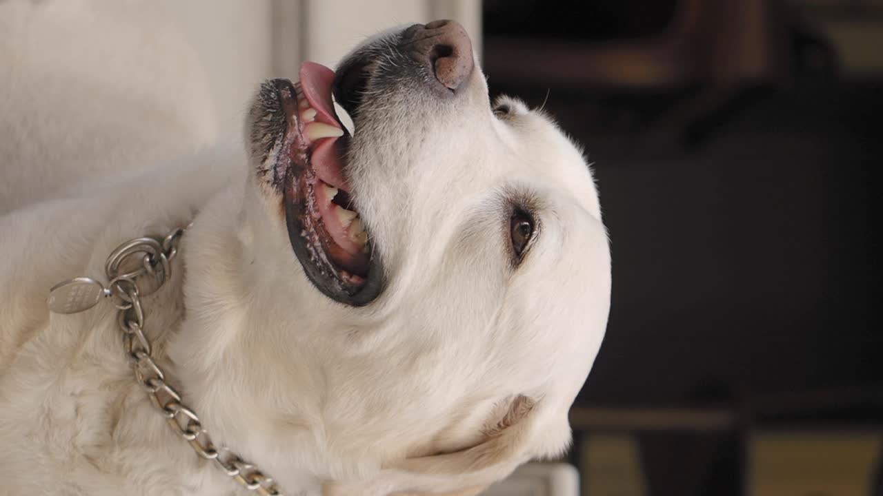 Close-up of a White Labrador