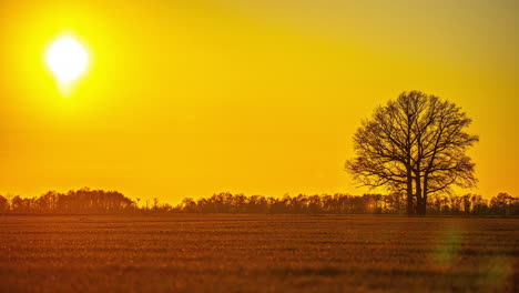 Silueta-De-árbol,-Tierras-De-Cultivo-Y-Puesta-De-Sol-Vibrante,-Vista-De-Lapso-De-Tiempo