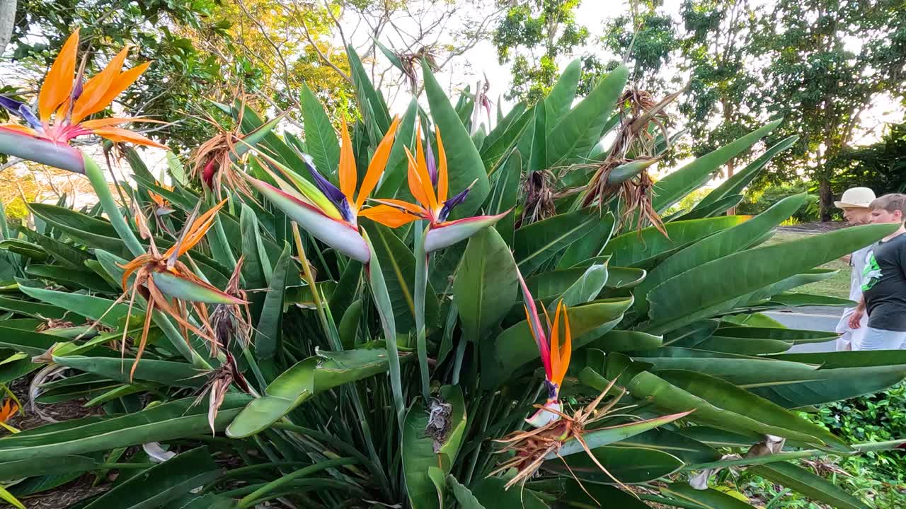 푸른 정원 에 있는 낙원 새 꽃