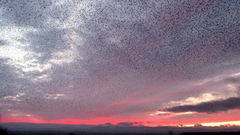 thousands of starlings murmurate against a beautiful evening sky background