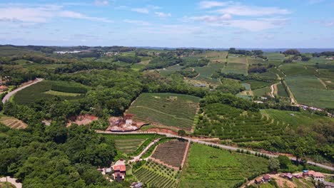 Zooming-out-an-aerial-view-of-green-fields-with-vines,-trees-and-fruit-plantations
