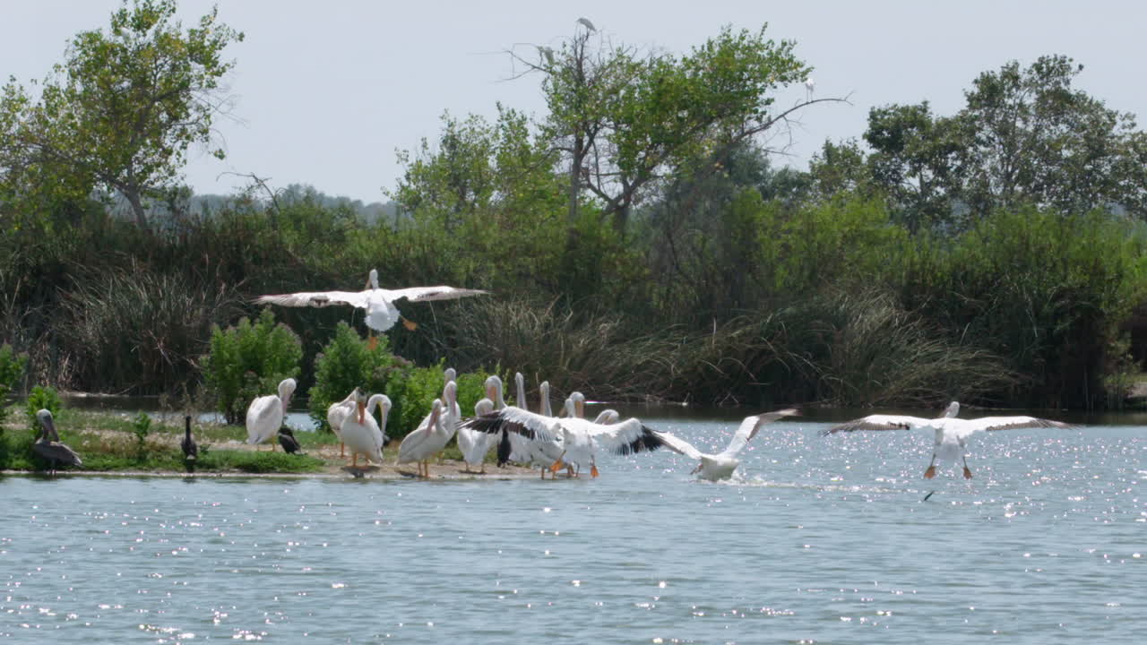 Pelicans by the Lake