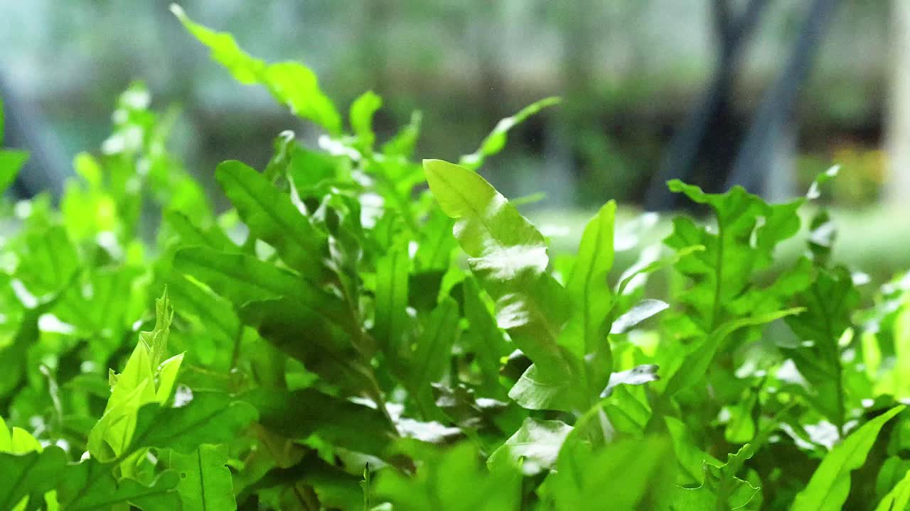 푸른 잎 사이 에 은 우산