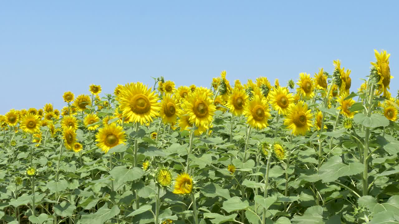 일본 가나자와 해바라기밭