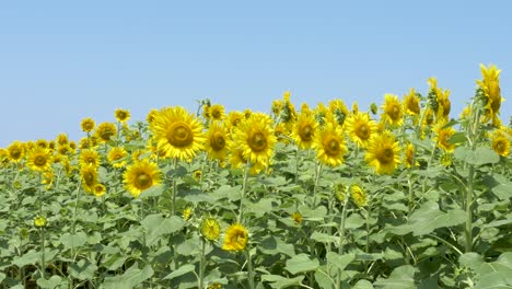 sunflower field in kanazawa japan