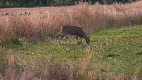 female whitetail doe nibbling on grass on a summer day with turkeys in the background