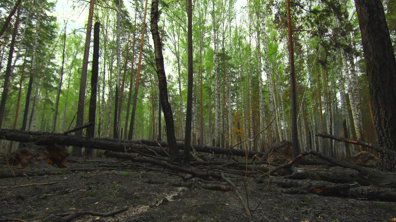 Stille skovscene, i skov, med træer, jord, med træ, jordtekstur, fra jordhøjde, med grønne, brune nuancer og rolig stemning, med klart lys og afbalanceret komposition