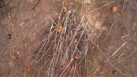 Aerial-birds-eye-shot-over-destroyed-forestry-after-deforestation-process